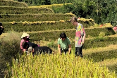 Khách Tây gặt lúa ở Hà Giang